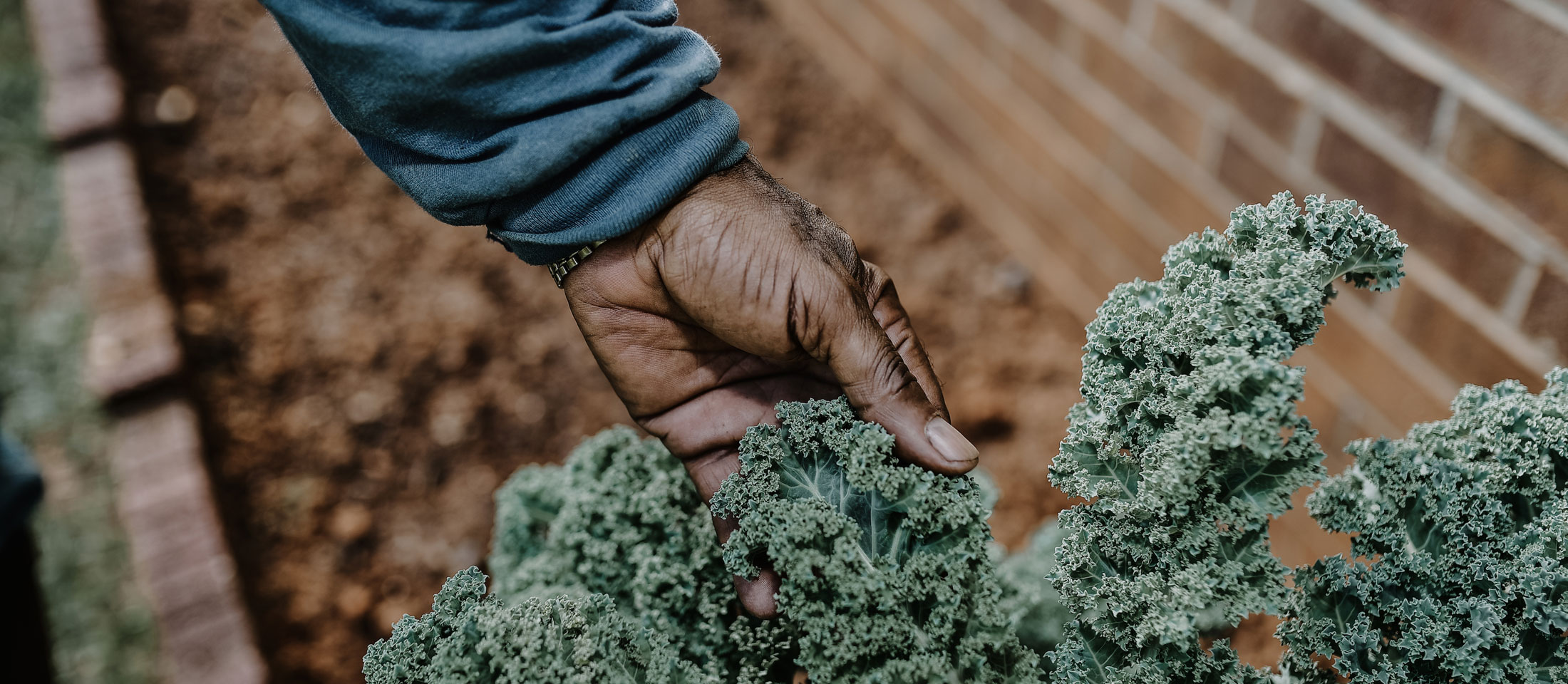 A hand holding leaves of lettuce.